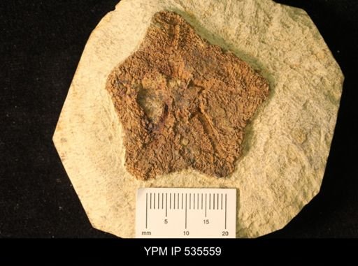 Cantabrigiaster fezouataensis