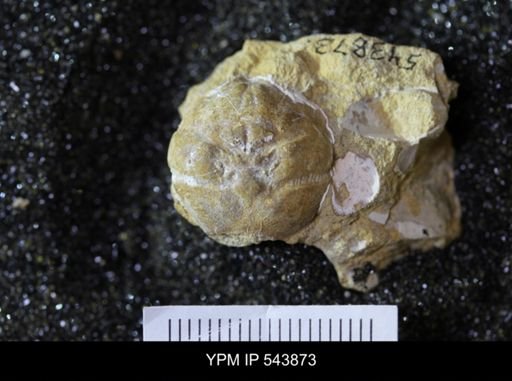 Dromiopsis sp.