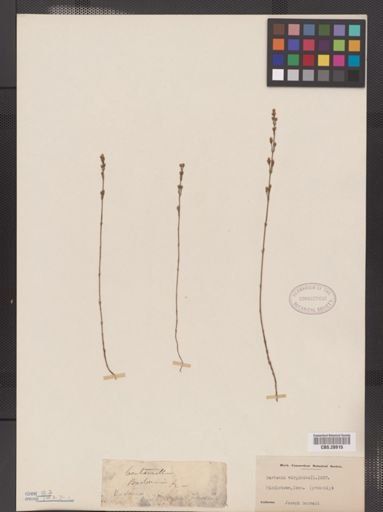 Bartonia virginica