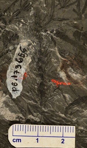 Asterophyllites sp.