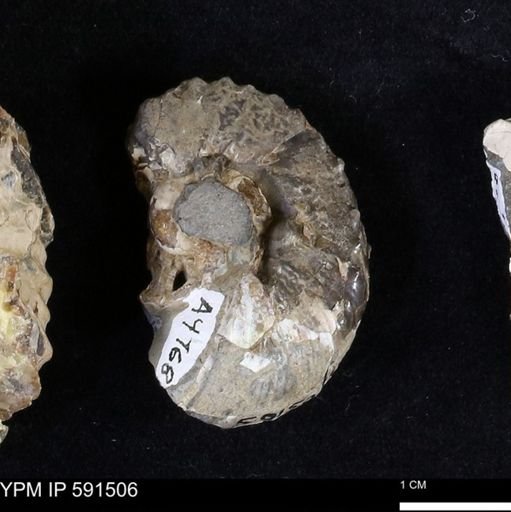 Hoploscaphites