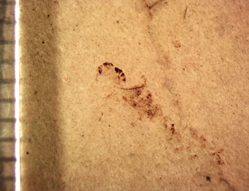 undet. Hymenoptera