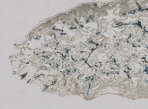 Clathria juniperina