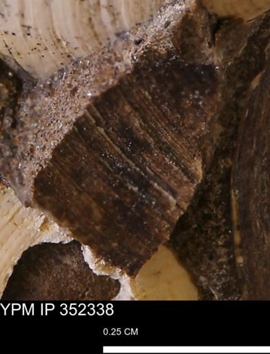 undet. Bivalvia