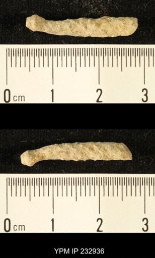 Archaeocidaris sp.