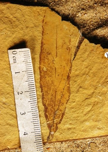 Populus payettensis