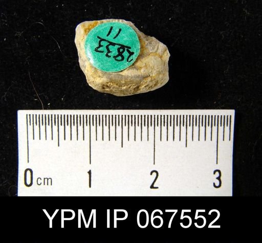 Leptaena rhomboidalis