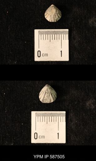 Camarotoechia whitei