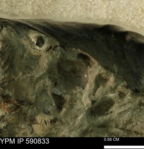 undet. Bivalvia