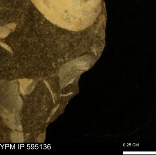 Protocardia sp.