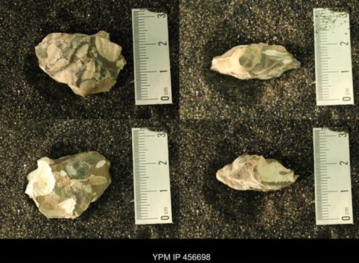 undet. Gastropoda