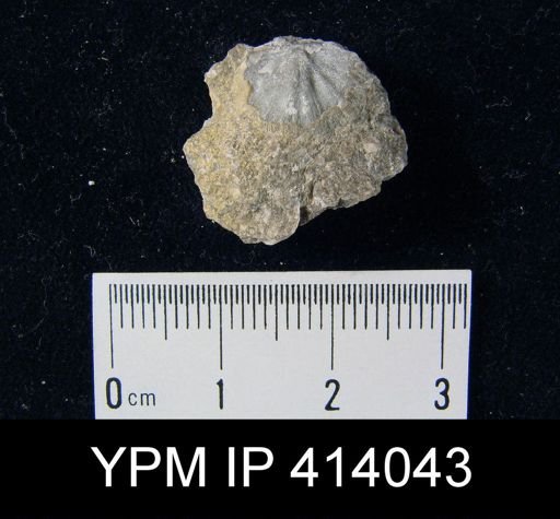 undet. Strophomenida