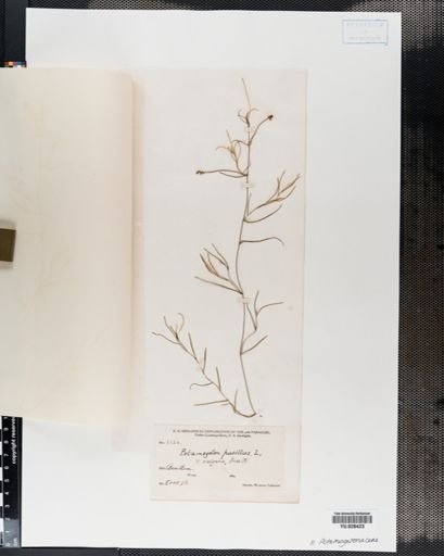 Plantae