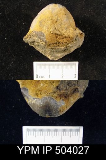 Purdonella sp.