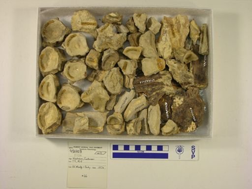 Xiphactinus sp.