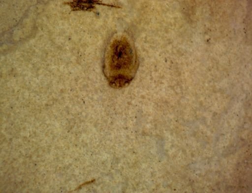 undet. Coleoptera