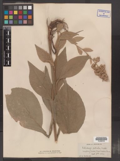 Solidago patula