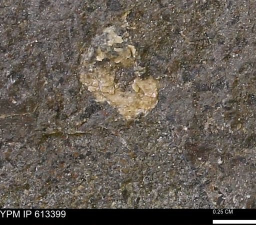 Scaphites sp.