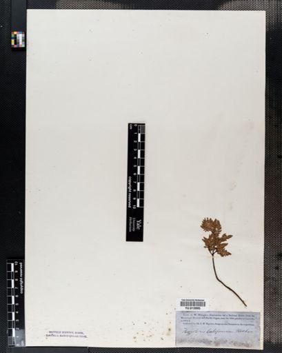 Cheilanthes