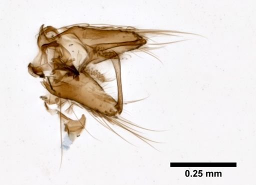 Aedes albopictus
