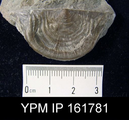 Leptaena rhomboidalis