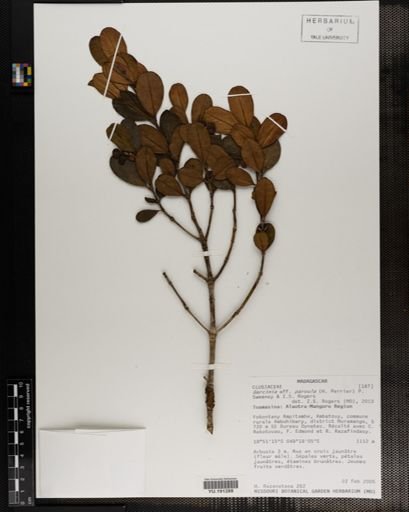 Plantae