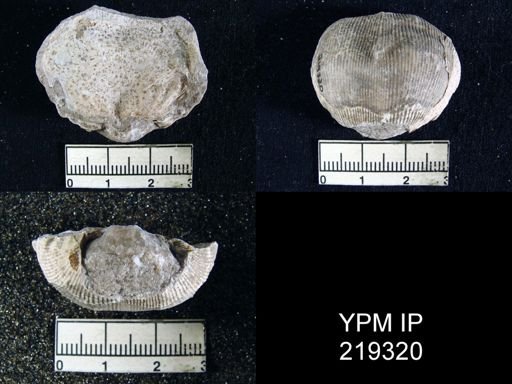 Productus cora multispinosa