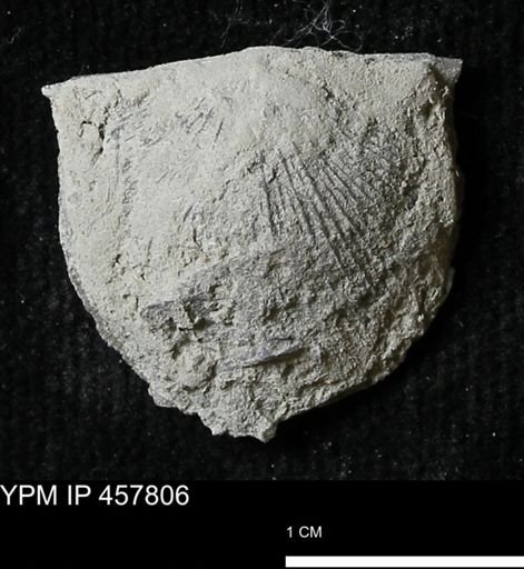 Strophodonta sp.