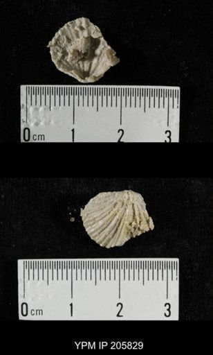 Neospirifer sp.