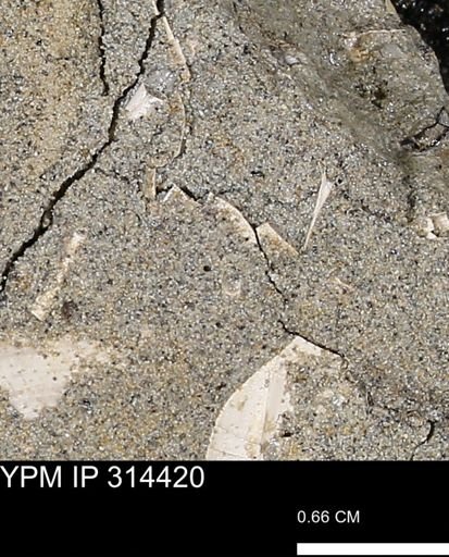 undet. Mollusca