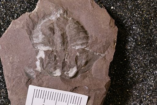 Euproops danae