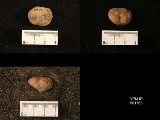 Marginifera lasallensis