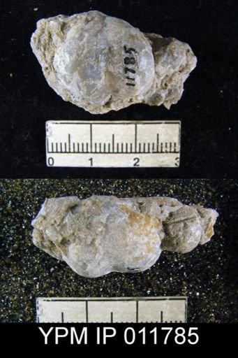 Marginifera sublaevis