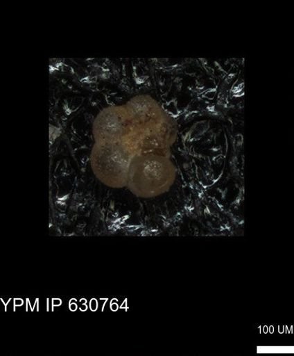 undet. Rugoglobigerinidae