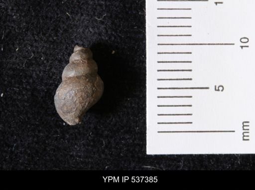 Goniobasis ortmanni