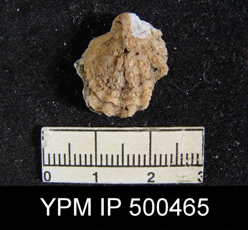 Enteletes plummeri