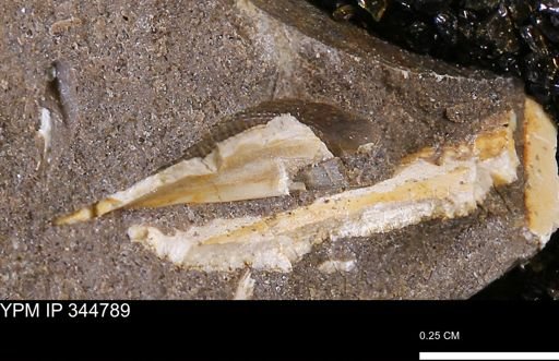 undet. Mollusca