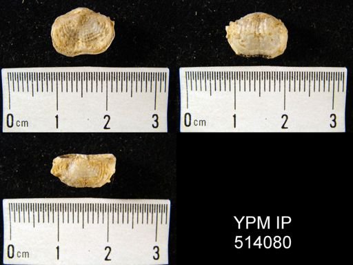 Marginifera typica