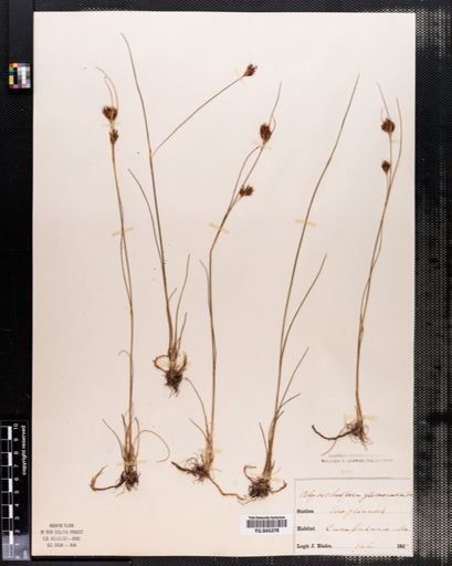 Rhynchospora capitellata