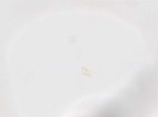 Paramecium