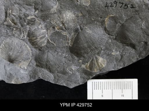 Devonochonetes coronatus