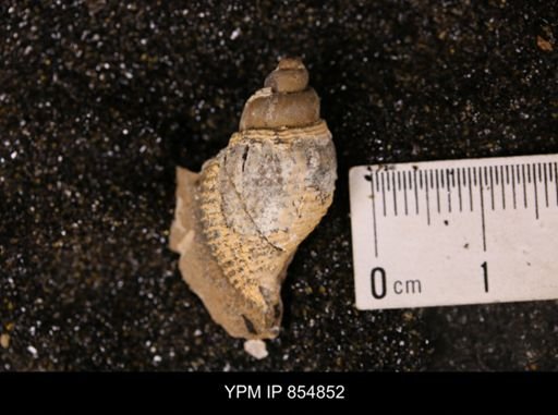 Fasciolaria buccinoides?