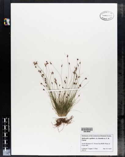 Bulbostylis capillaris