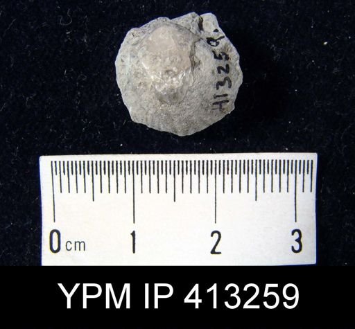 undet. Brachiopoda