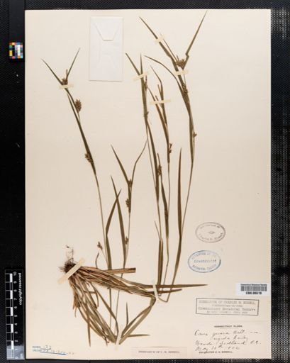 Carex grisea