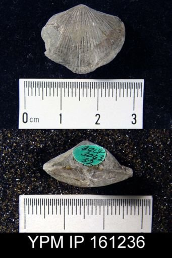 Hebertella maria