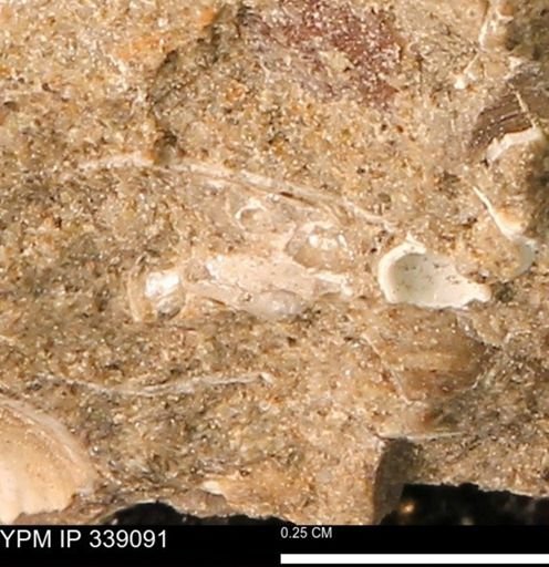 undet. Mollusca