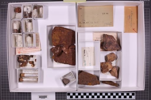 mixed taxa, stratigraphic collection