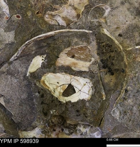 Hoploscaphites sp.