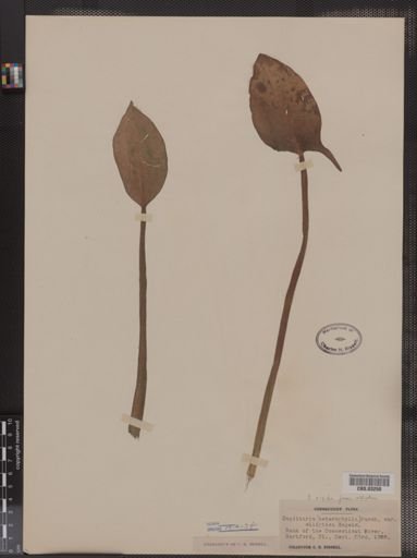 Sagittaria heterophylla var. rigida